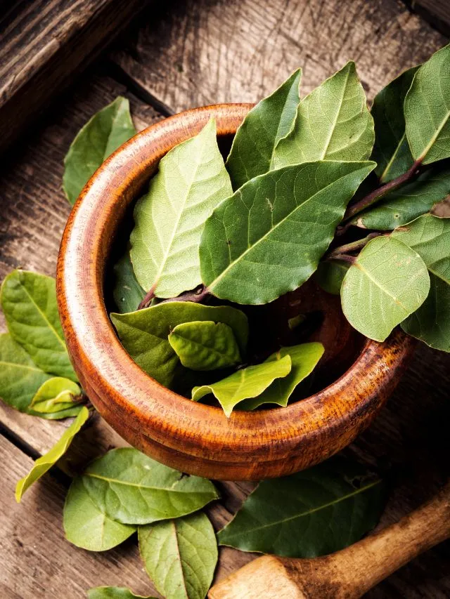 Bay Leaves Benefits: 8 Health Benefits Of Bay Leaves