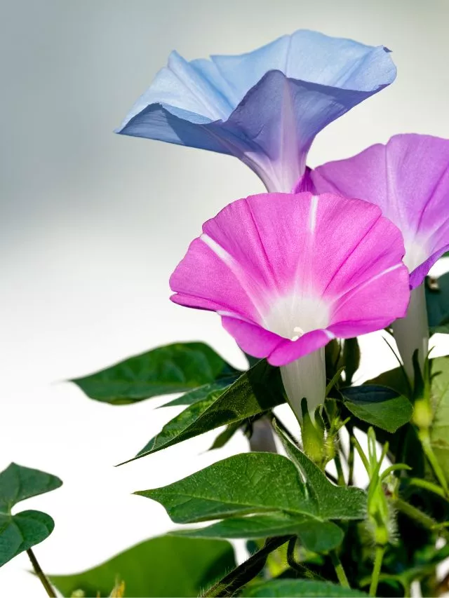 Colour Change Flowers: Most Beautiful Flowers That Change Colour