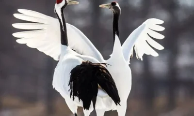 Image Of Dancing Birds