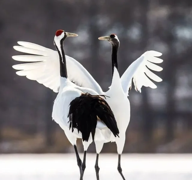 Image Of Dancing Birds