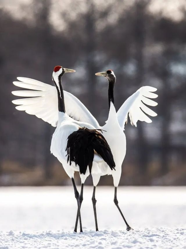 Dancing Birds: Beautiful Dancing Birds Of The World