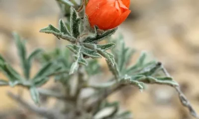 Image Of Flowers That Grow On Arid Lands