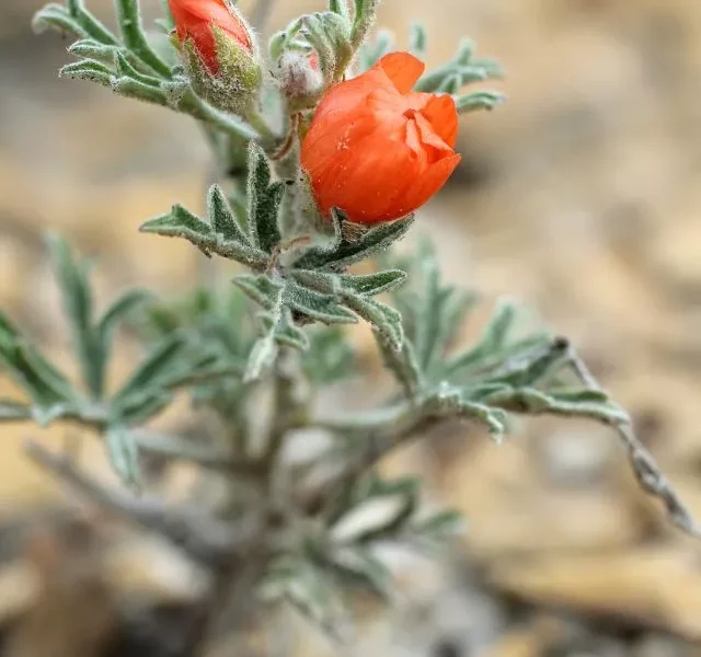 Image Of Flowers That Grow On Arid Lands