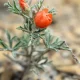 Image Of Flowers That Grow On Arid Lands