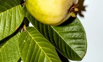 Image Of Guava Benefits