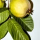 Image Of Guava Benefits