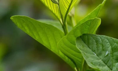 Image Of Guava Leaves Benefits