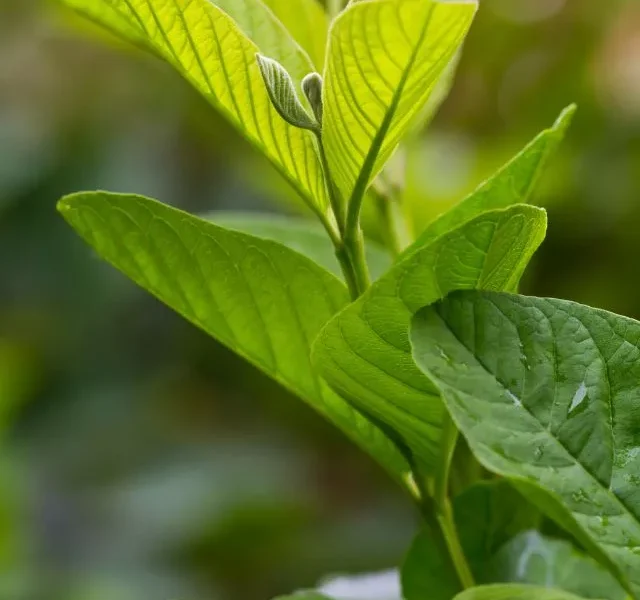 Image Of Guava Leaves Benefits