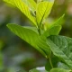 Image Of Guava Leaves Benefits