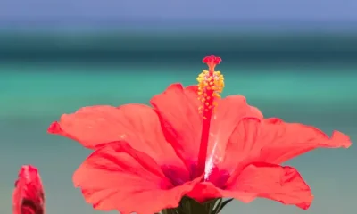 Image Of Hibiscus Benefits