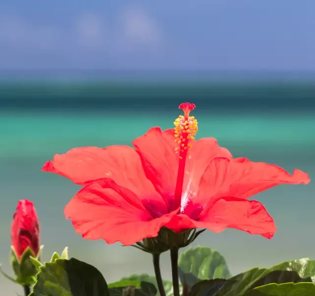 Image Of Hibiscus Benefits