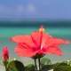 Image Of Hibiscus Benefits