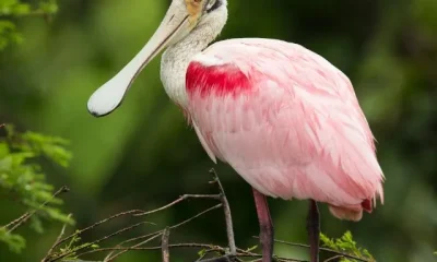 Image Of Long Beak Birds