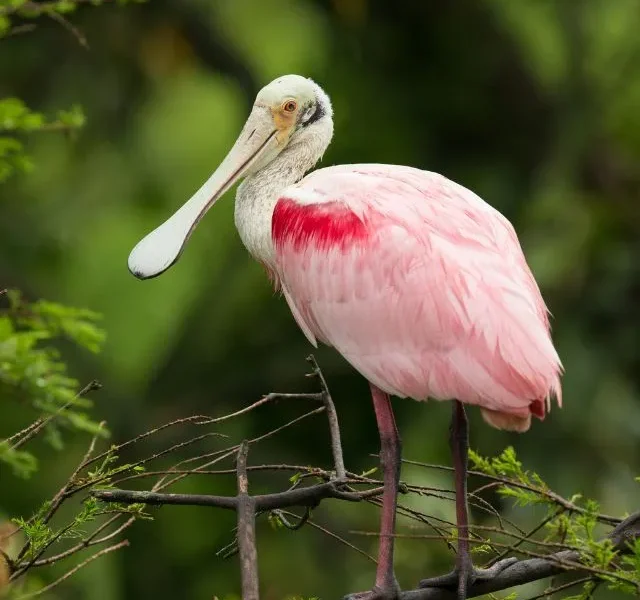 Image Of Long Beak Birds