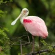 Image Of Long Beak Birds