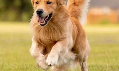 Image Of Long Hair Dog