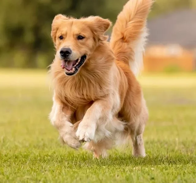 Image Of Long Hair Dog