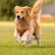 Image Of Long Hair Dog