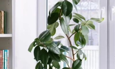 Image Of Low Light Small Indoor Plants