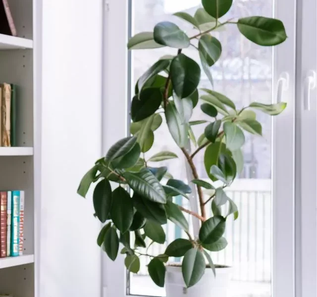 Image Of Low Light Small Indoor Plants