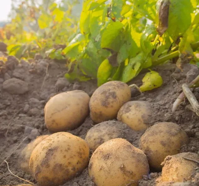 Image Of Potato Benefits