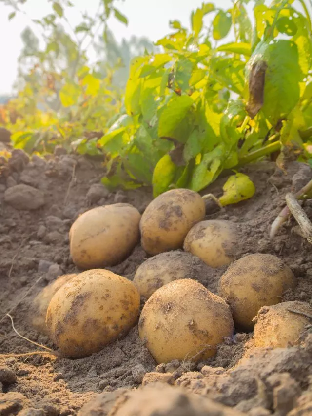 Potato Benefits: 8 Health Benefits Of Potato