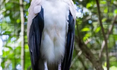 Image Of Ugly Bird