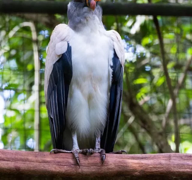 Image Of Ugly Bird