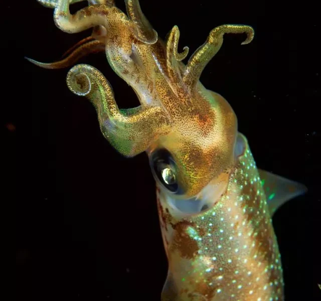 Image Of Weird Deep Sea Creatures