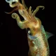 Image Of Weird Deep Sea Creatures