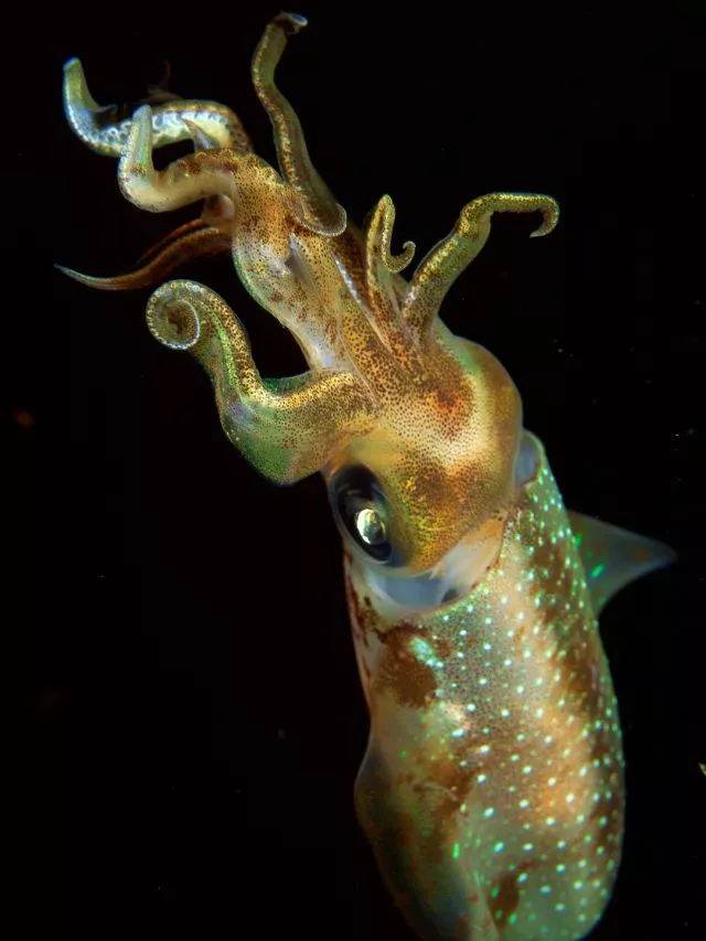 8 Weird Deep Sea Creatures
