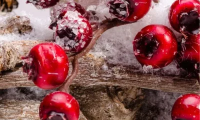 Image Of Winter Fruits