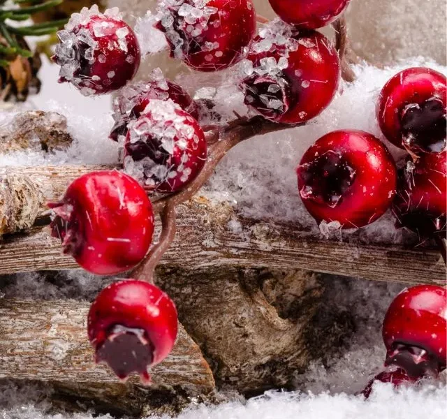 Image Of Winter Fruits