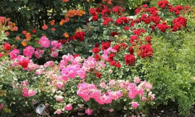 Image of Best Rose Gardens