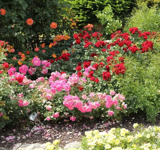 Image of Best Rose Gardens