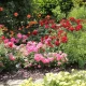 Image of Best Rose Gardens