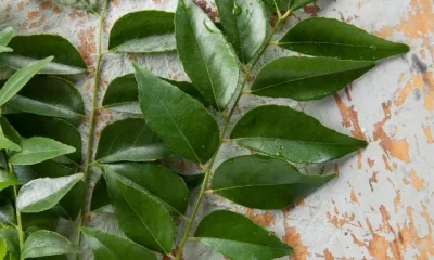 Image of Curry Leaves Benefits