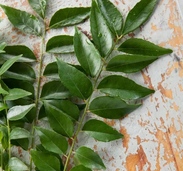 Image of Curry Leaves Benefits