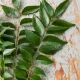 Image of Curry Leaves Benefits