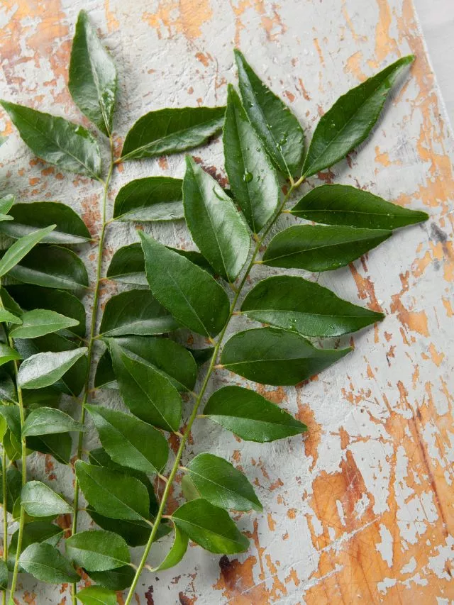 Curry Leaves Benefits: Unlock the Power of Curry Leaves for Wellness