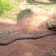 King cobra was found in Marlamane village of Sirsi