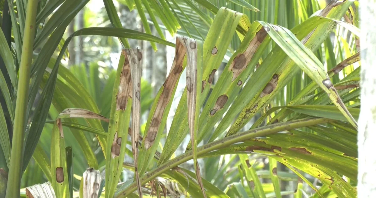 Areca tree leaf