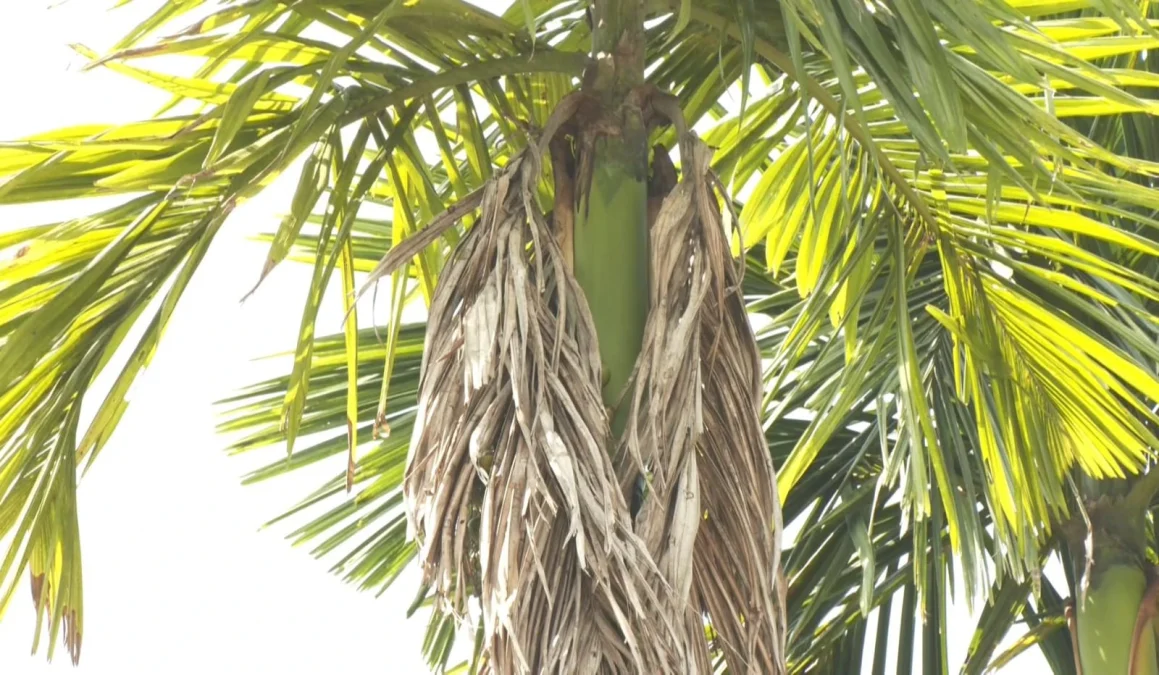 Arecanut tree