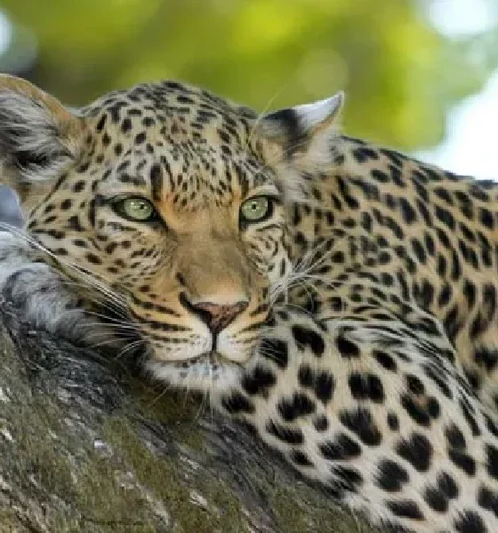 Leopard spotted in Dodda Aladamdu village, shira taluk
