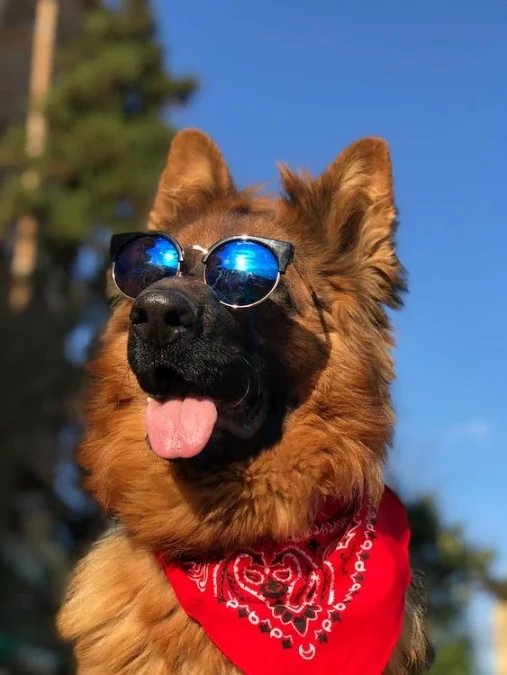 dog with blue sunglasses