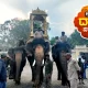 Mysore Dasara Elephant insurance