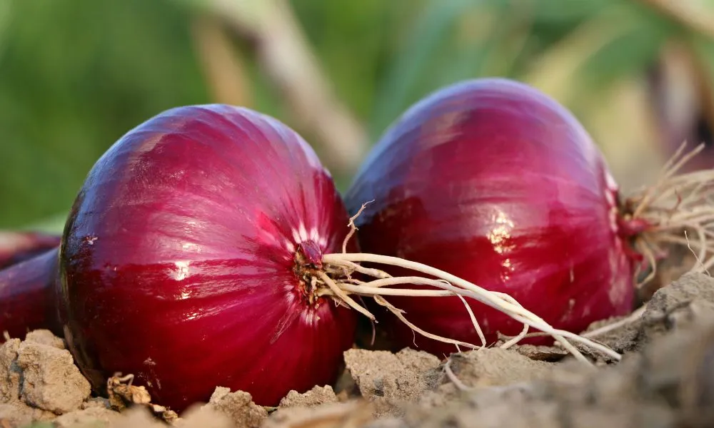 Red Onions on the Soil