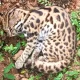 Rescue of rare leopard cat in Purappemane village