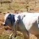 Six legged calf defies death and it is too healthy