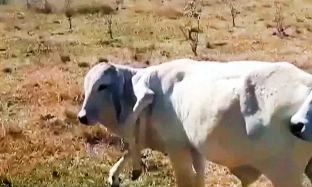 Six legged calf defies death and it is too healthy